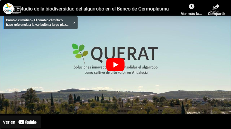 Vídeo | Estudio de la biodiversidad del algarrobo en el Banco de Germoplasma